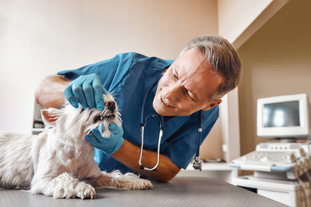 Reliable GA Emergency Dental Service Solutions